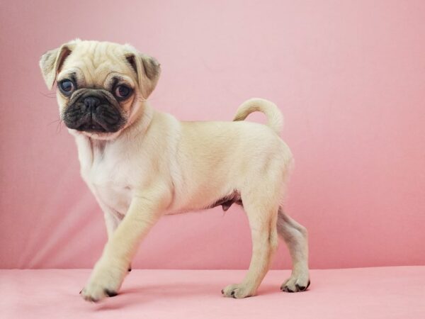 Pug DOG Male Fawn 21947 Petland Las Vegas, Nevada