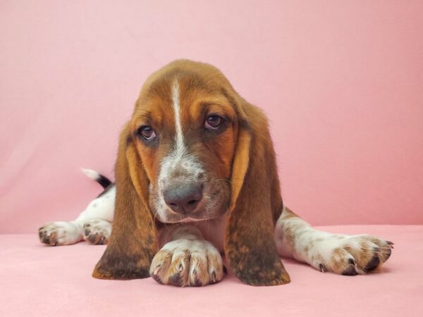 Basset Hound DOG Male Black Tan and White 21942 Petland Las Vegas, Nevada