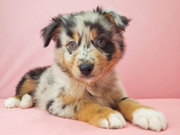 Australian Shepherd DOG Male Blue Merle 21941 Petland Las Vegas, Nevada