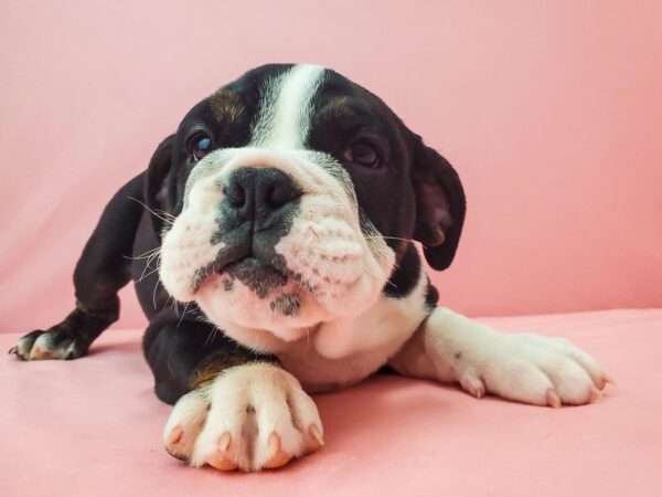 English Bulldog DOG Female Black Fawn and White 21945 Petland Las Vegas, Nevada