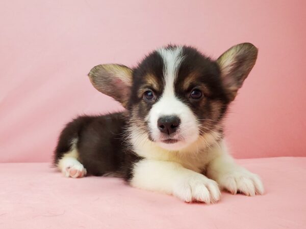 Pembroke Welsh Corgi DOG Male Black / Tan 21962 Petland Las Vegas, Nevada