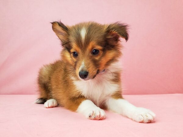 Shetland Sheepdog DOG Male Sable / White 21963 Petland Las Vegas, Nevada