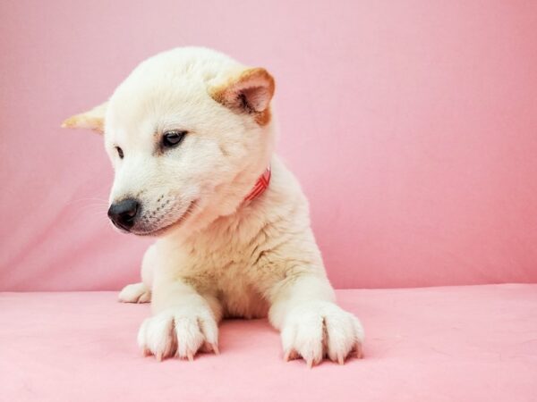 Shiba Inu DOG Female Cream 21964 Petland Las Vegas, Nevada