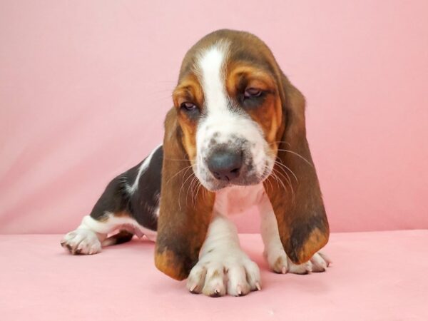 Basset Hound DOG Female White Black / Tan 21956 Petland Las Vegas, Nevada