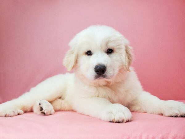 Great Pyrenees DOG Male White / Cream 21958 Petland Las Vegas, Nevada