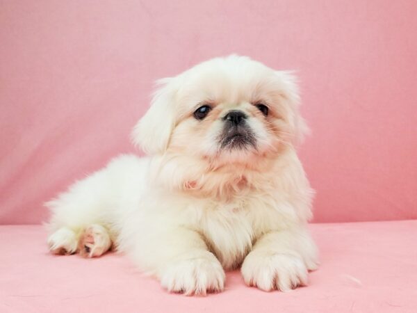 Pekingese DOG Female Cream 21960 Petland Las Vegas, Nevada