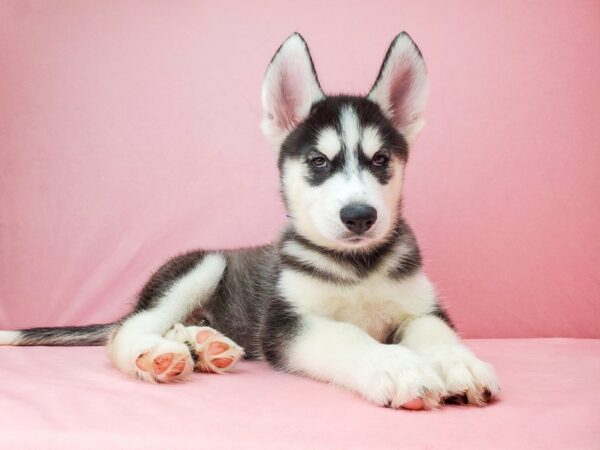 Siberian Husky DOG Male Black / White 21966 Petland Las Vegas, Nevada