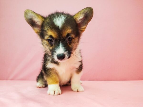 Pembroke Welsh Corgi DOG Female Black / Tan 21961 Petland Las Vegas, Nevada