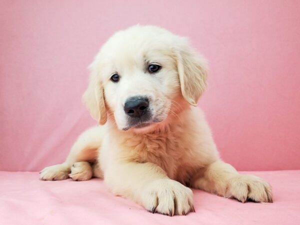 Golden Retriever DOG Male Golden 21968 Petland Las Vegas, Nevada