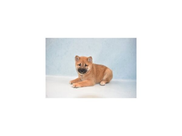 Shiba Inu DOG Male Red Sesame 21973 Petland Las Vegas, Nevada