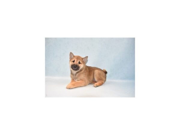 Shiba Inu DOG Male Red Sesame 21975 Petland Las Vegas, Nevada