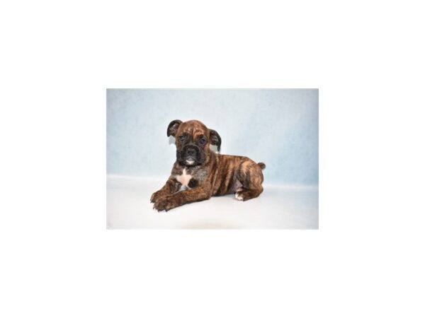 Boxer/English Bulldog-DOG-Female-Brindle and White-21980-Petland Las Vegas, Nevada