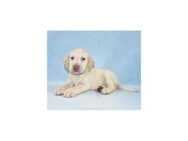 Labrador Retriever DOG Female Yellow 21971 Petland Las Vegas, Nevada