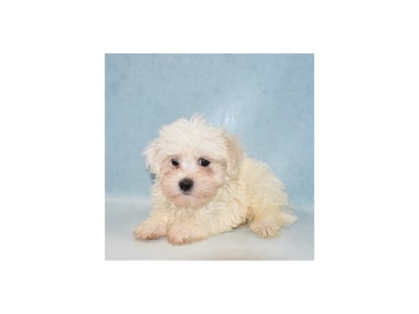 Maltese DOG Male White 21972 Petland Las Vegas, Nevada