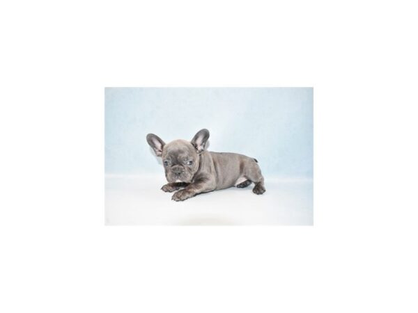 French Bulldog DOG Male Blue 21970 Petland Las Vegas, Nevada