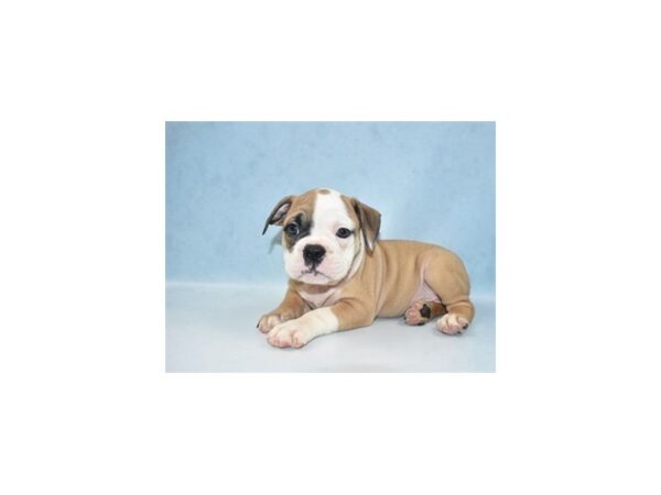 Old English Bulldog DOG Female Red and White 21977 Petland Las Vegas, Nevada