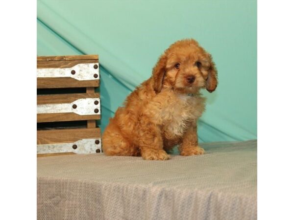 Cocker Spaniel/Poodle DOG Male Red 21990 Petland Las Vegas, Nevada