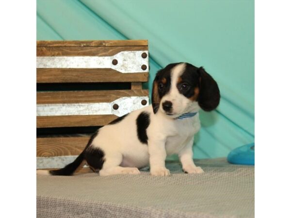 Dachshund DOG Female Black / Tan 21982 Petland Las Vegas, Nevada