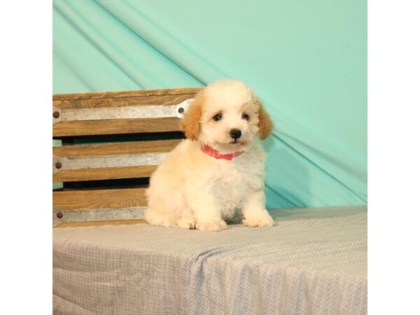 Bichon Frise/Poodle DOG Female White / Apricot 21989 Petland Las Vegas, Nevada