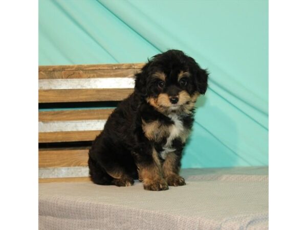 Australian Shepherd/Poodle DOG Female Black / Tan 21991 Petland Las Vegas, Nevada