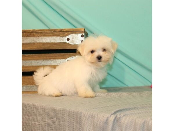 Maltese DOG Female White 21983 Petland Las Vegas, Nevada