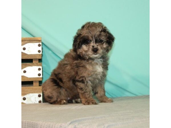 American Eskimo/Poodle-DOG-Female-Blue Merle-21988-Petland Las Vegas, Nevada