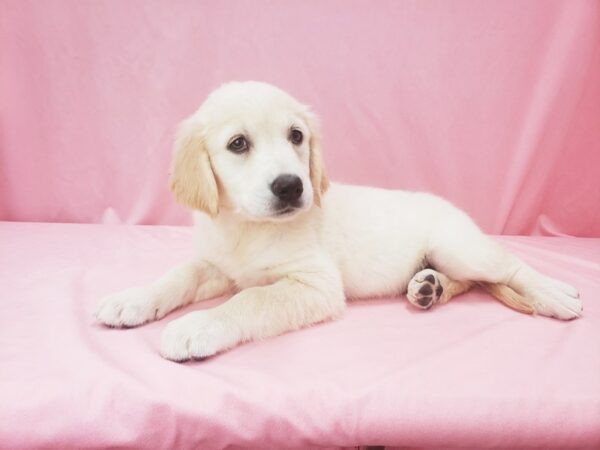 English Cream Golden Retriever DOG Female GOLDEN 21993 Petland Las Vegas, Nevada