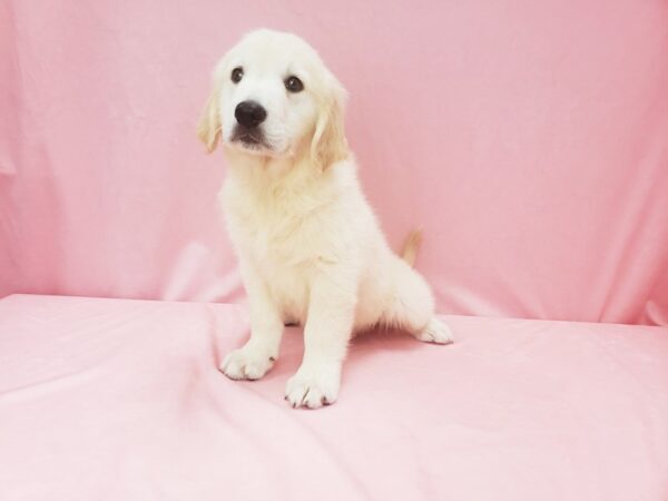 English Cream Golden Retriever DOG Male GOLDEN 21992 Petland Las Vegas, Nevada