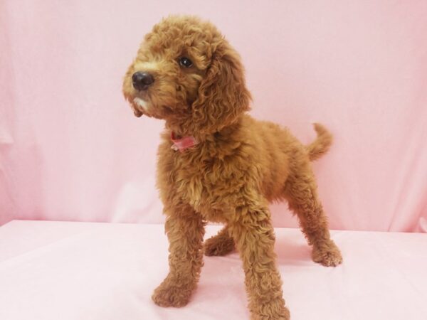 F1B Goldendoodle DOG Female GOLDEN 21995 Petland Las Vegas, Nevada