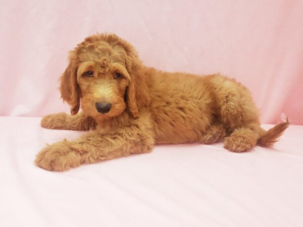 F1B Goldendoodle DOG Male GOLDEN 21994 Petland Las Vegas, Nevada