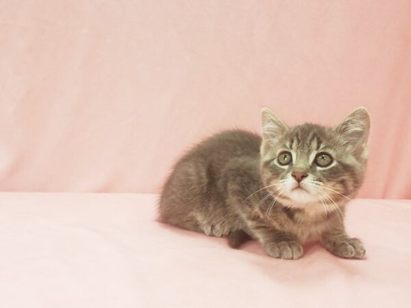 Domestic Cat CAT Male Gray 21987 Petland Las Vegas, Nevada