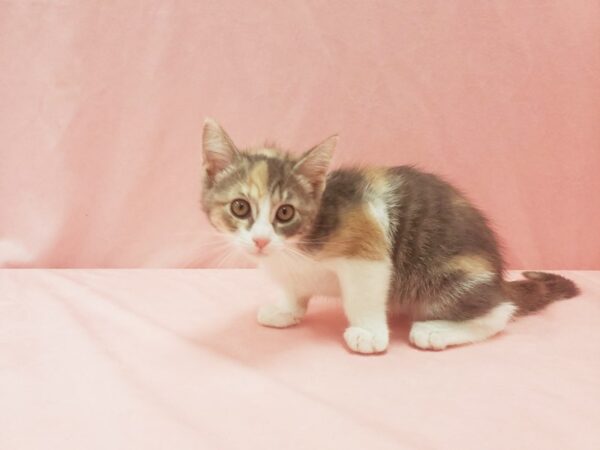 Domestic Cat CAT Female Calico 21986 Petland Las Vegas, Nevada