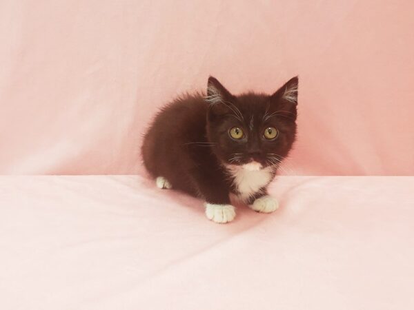 Domestic Cat CAT Female Black 21915 Petland Las Vegas, Nevada