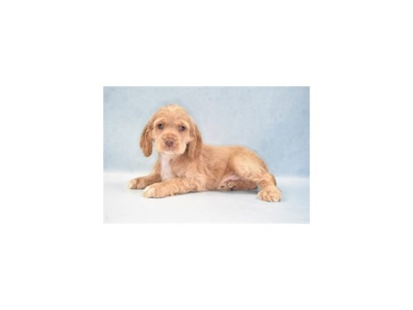 Cocker Spaniel DOG Male Buff 21999 Petland Las Vegas, Nevada