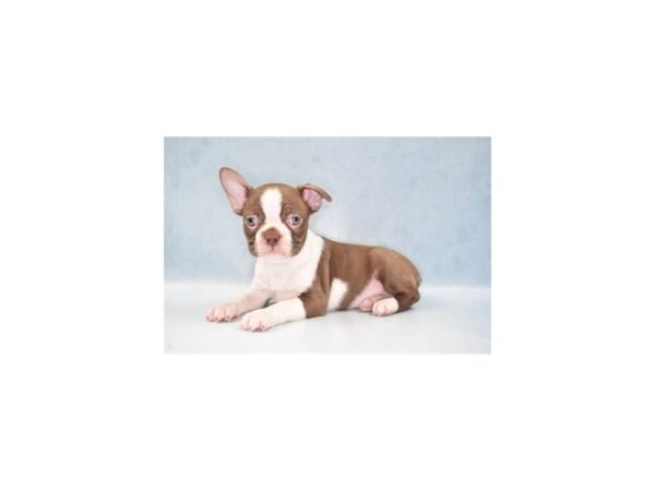 Boston Terrier DOG Male Seal and White 21997 Petland Las Vegas, Nevada