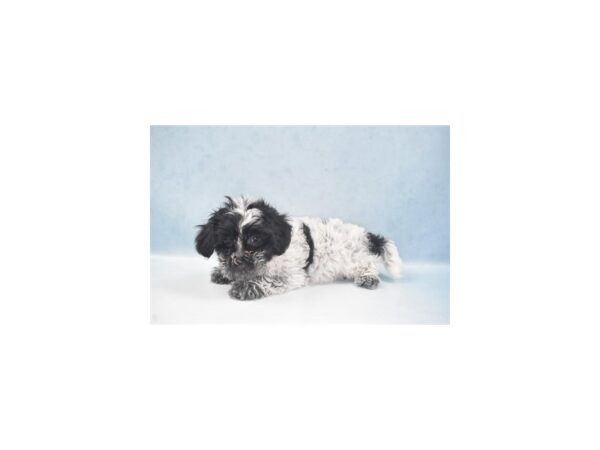 Coton De Tulear DOG Male Black 22002 Petland Las Vegas, Nevada