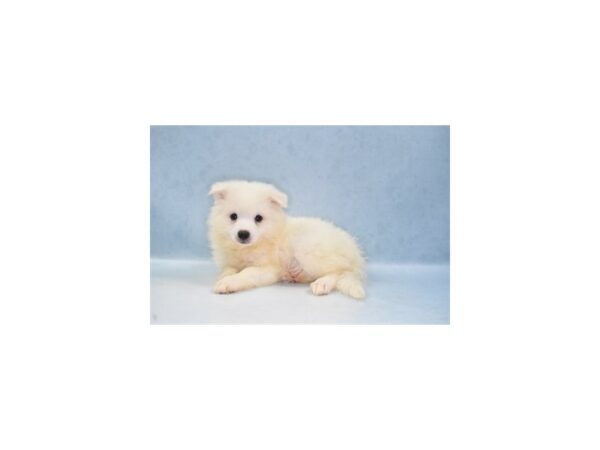 American Eskimo Dog DOG Male White 21996 Petland Las Vegas, Nevada