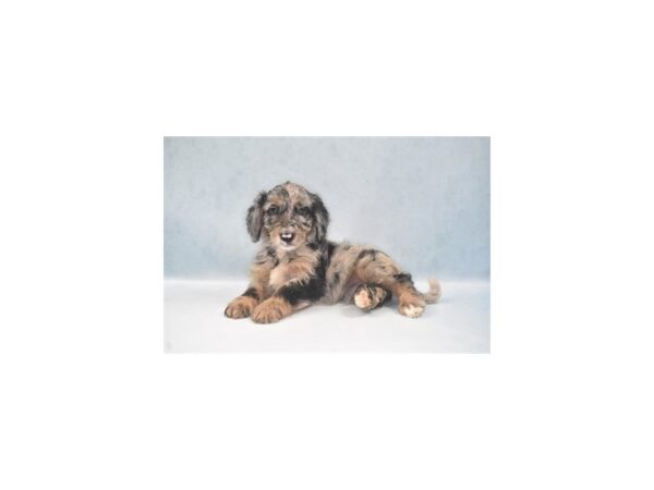 F1 Mini Golden Doodle DOG Male Merle 22004 Petland Las Vegas, Nevada