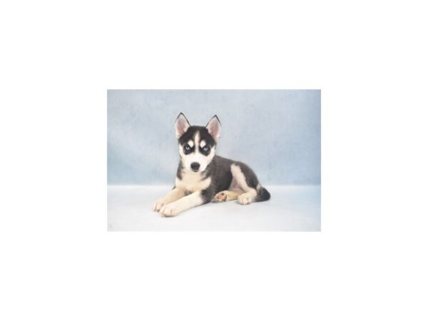 Siberian Husky DOG Female Black and White 22001 Petland Las Vegas, Nevada