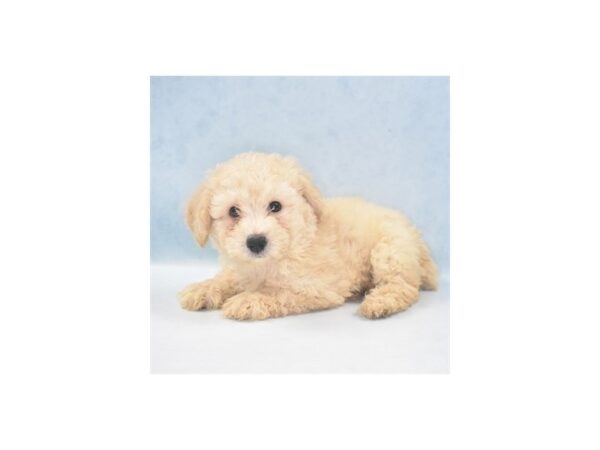 Shih Tzu/Poodle DOG Male Cream 22005 Petland Las Vegas, Nevada