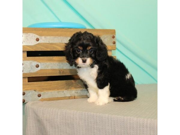 Cavalier King Charles Spaniel/Poodle DOG Male Black White / Tan 22023 Petland Las Vegas, Nevada