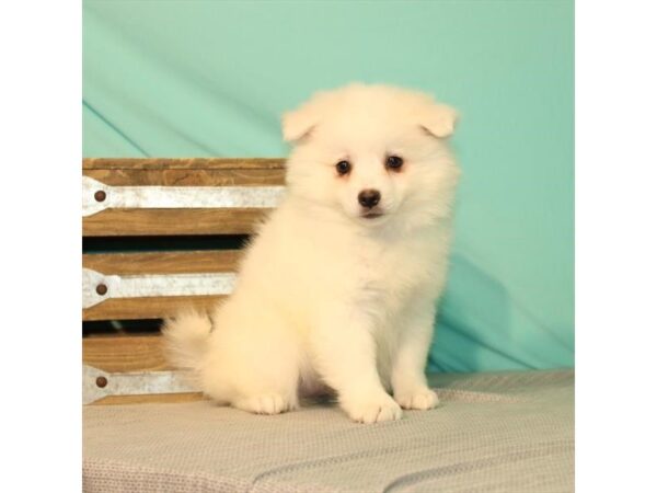 American Eskimo Dog DOG Female White 22006 Petland Las Vegas, Nevada