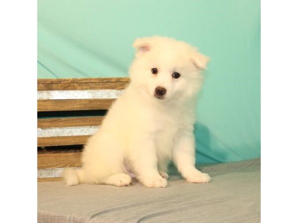 American Eskimo Dog DOG Male White 22007 Petland Las Vegas, Nevada