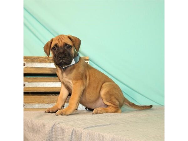 Bullmastiff DOG Female Fawn 22021 Petland Las Vegas, Nevada