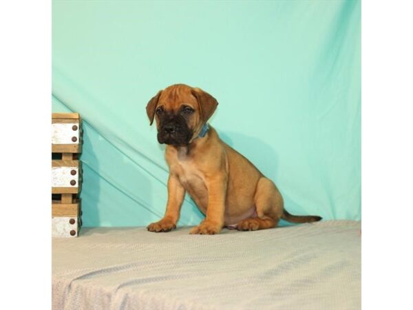 Bullmastiff DOG Male Fawn 22022 Petland Las Vegas, Nevada