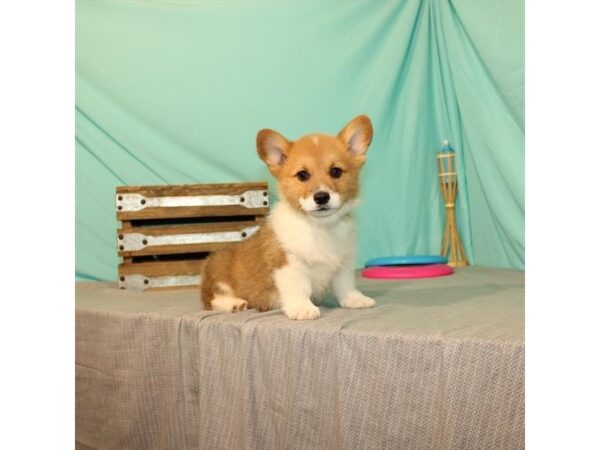 Pembroke Welsh Corgi DOG Male Red 22013 Petland Las Vegas, Nevada