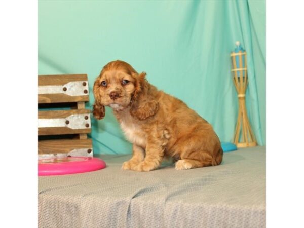 Cocker Spaniel DOG Female Red Roan 22012 Petland Las Vegas, Nevada