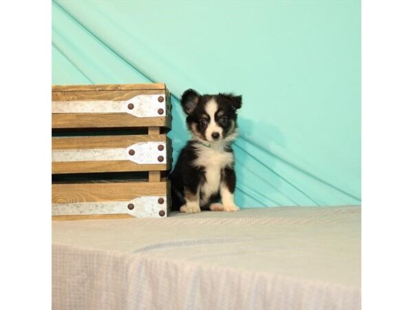 Australian Shepherd/Miniature Australian Shepherd-DOG-Female-Black-22008-Petland Las Vegas, Nevada