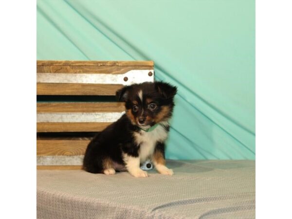 Australian Shepherd/Miniature Australian Shepherd-DOG-Female-Black-22009-Petland Las Vegas, Nevada