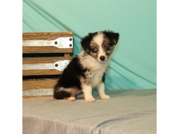 Australian Shepherd/Miniature Australian Shepherd DOG Female Blue Merle 22010 Petland Las Vegas, Nevada